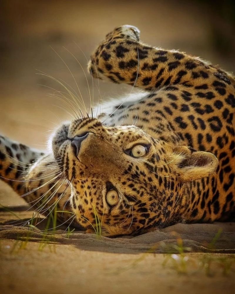 Sri Lanka Nature and Wildlife