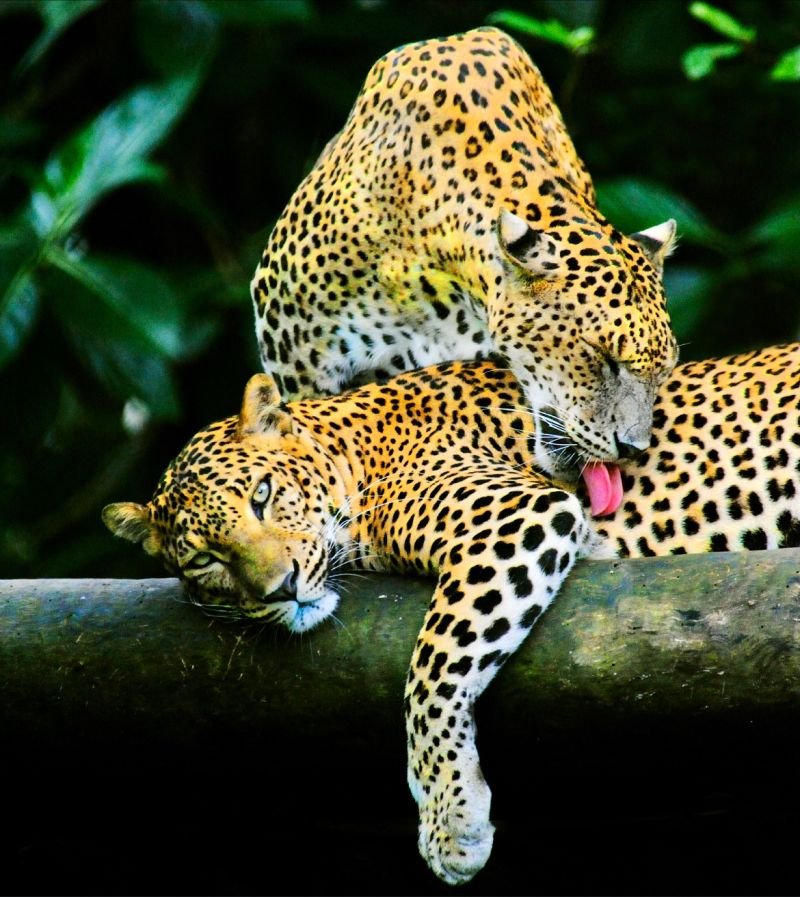 Complete Wildlife Safari Guide in Sri Lanka: Leopards, Elephants & More - Sri Lanka Travel Blog