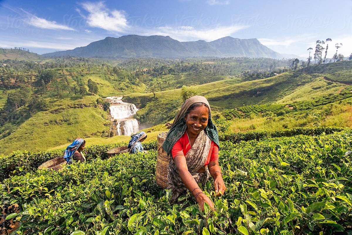 Nuwara Eliya - Top Tourist Destination in Sri Lanka