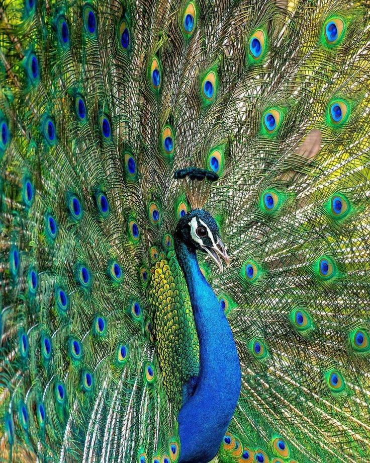 Udawalawe National Park - Top Tourist Destination in Sri Lanka