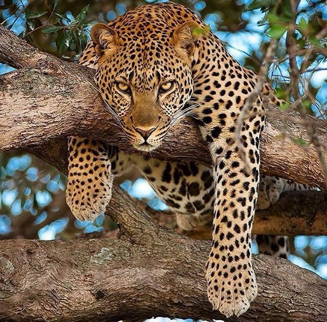Yala National Park