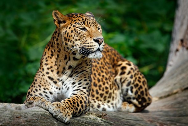 Wildlife Wilderness Adventure - Wildlife Sri Lanka Tour Package